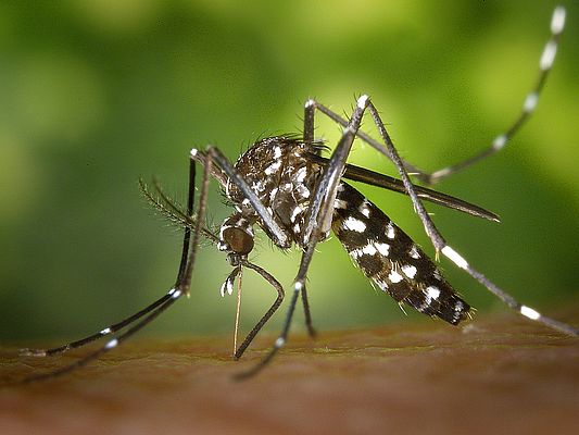Asiatische Tigermücke (Aedes albopictus). Foto: James Gathany, CDC (Wikimedia Commons)